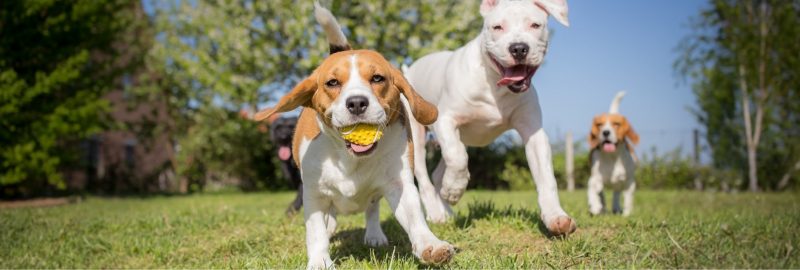 Dogs playing outside in the grass