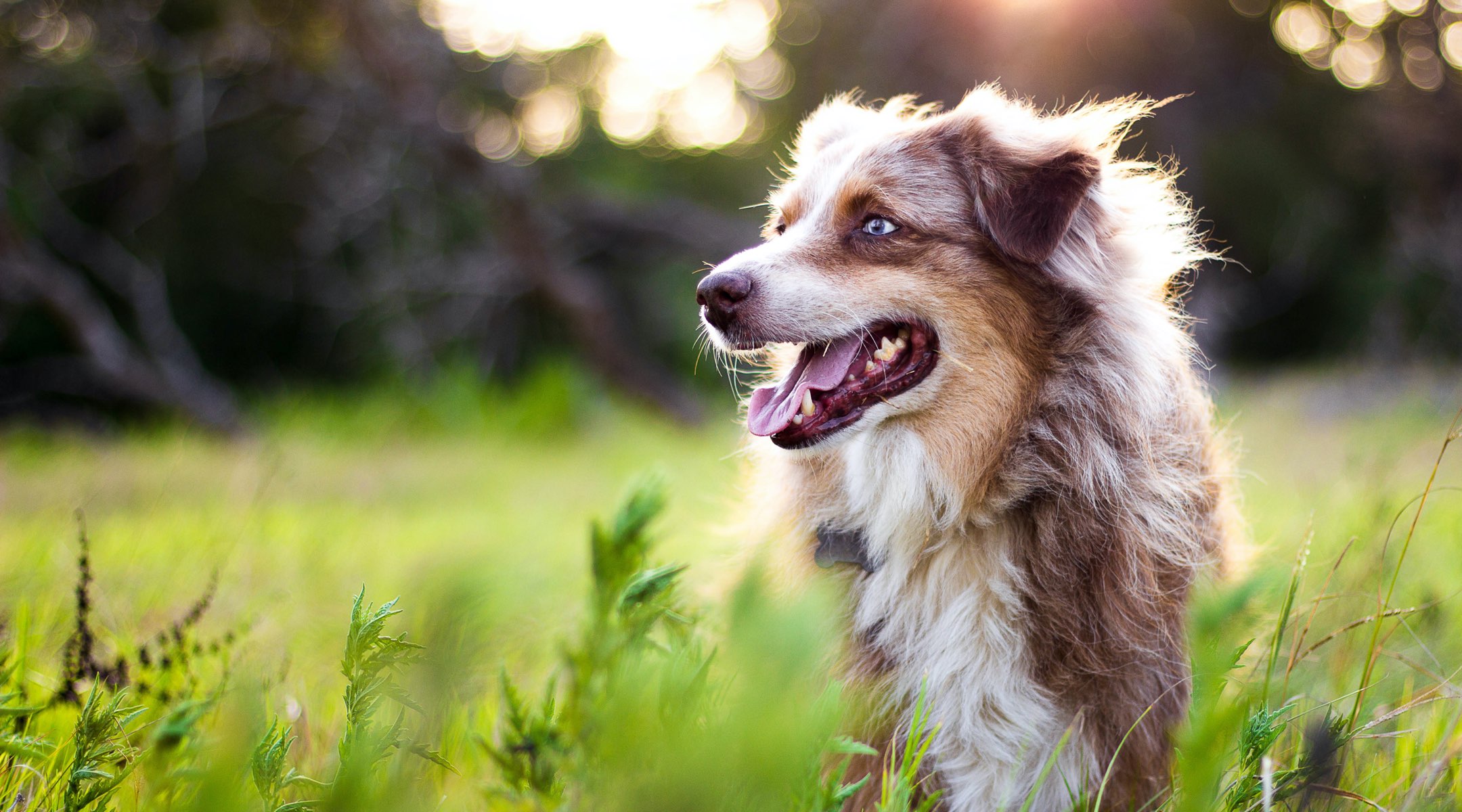Dog on a field of grass in sunset